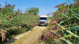 An RV rental van, a white Mercedes Sprinter, on a scenic path through tall reeds under a clear blue sky.