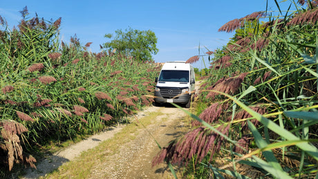 An RV rental van, a white Mercedes Sprinter, on a scenic path through tall reeds under a clear blue sky.