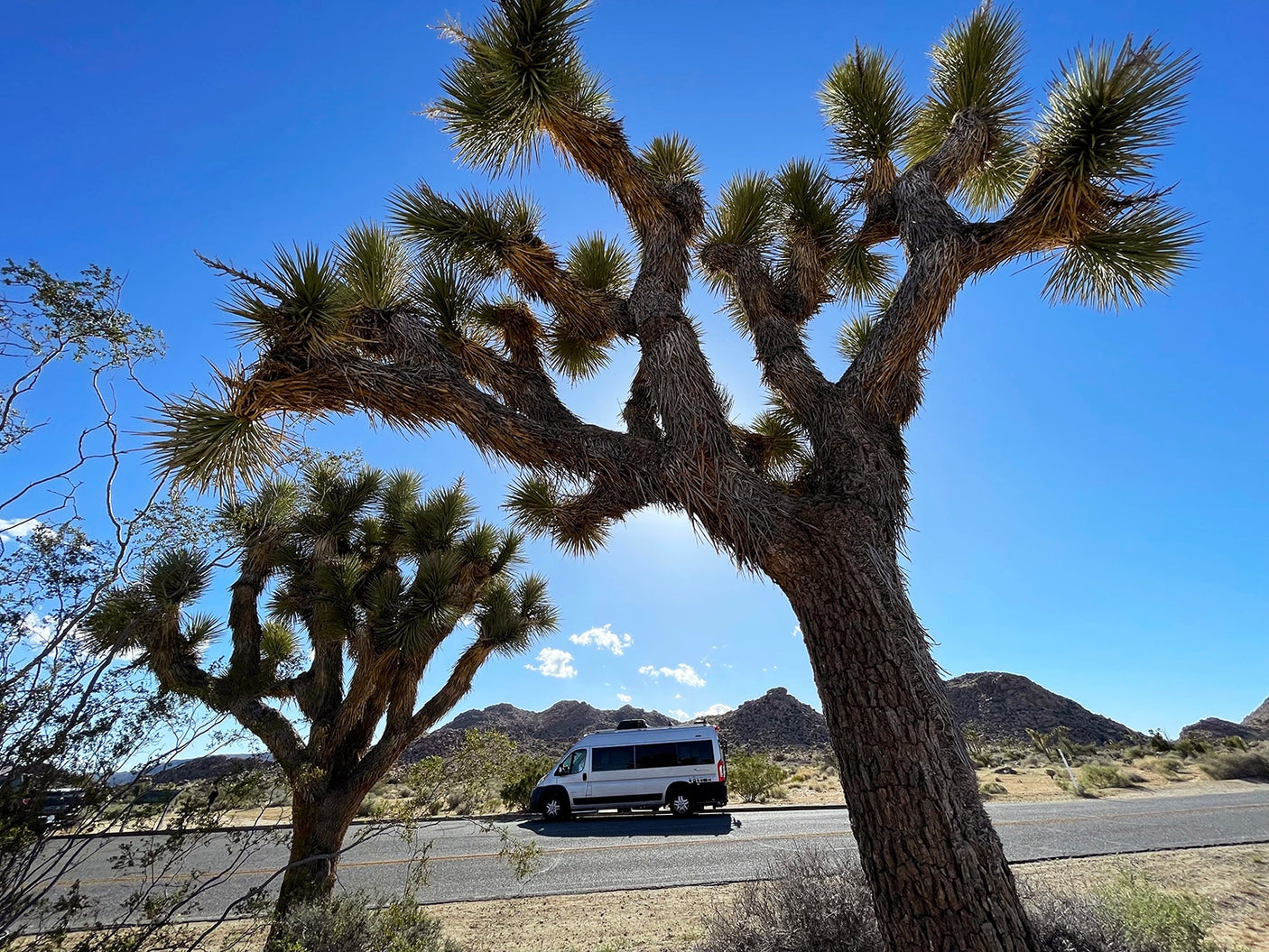 White rv rental parked on a desert road, framed by two large Joshua trees under a bright blue sky with distant mountains.
