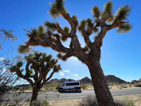 White rv rental parked on a desert road, framed by two large Joshua trees under a bright blue sky with distant mountains.
