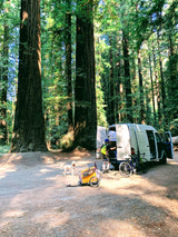 RV rental van and family, including a dog, bike trailer, and bikes, parked in a sunlit redwood forest.