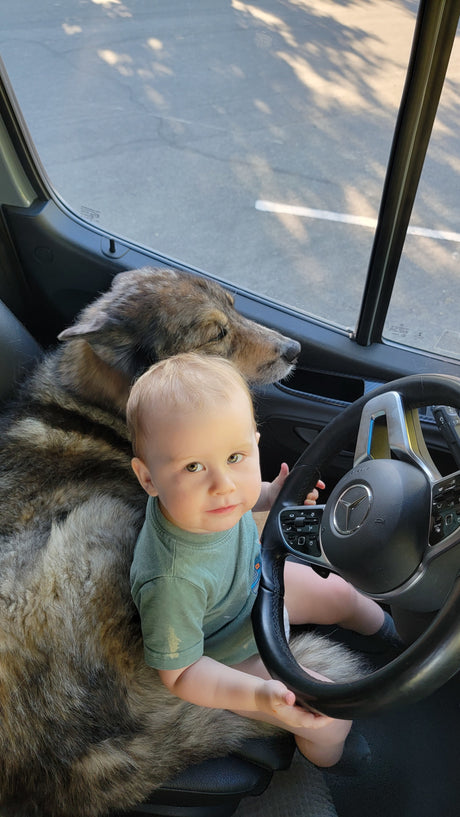 A cute baby sits at the Mercedes wheel of an RV rental, next to a large wolfdog looking out the window.
