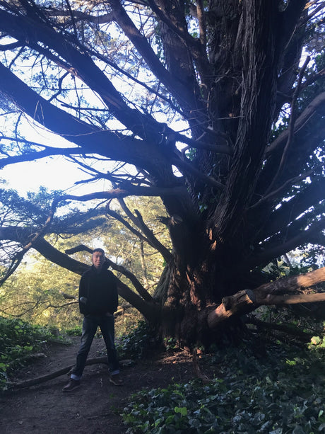 A person stands by a grand tree on a forest trail. Ideal for an RV rental trip exploring nature's wonders.