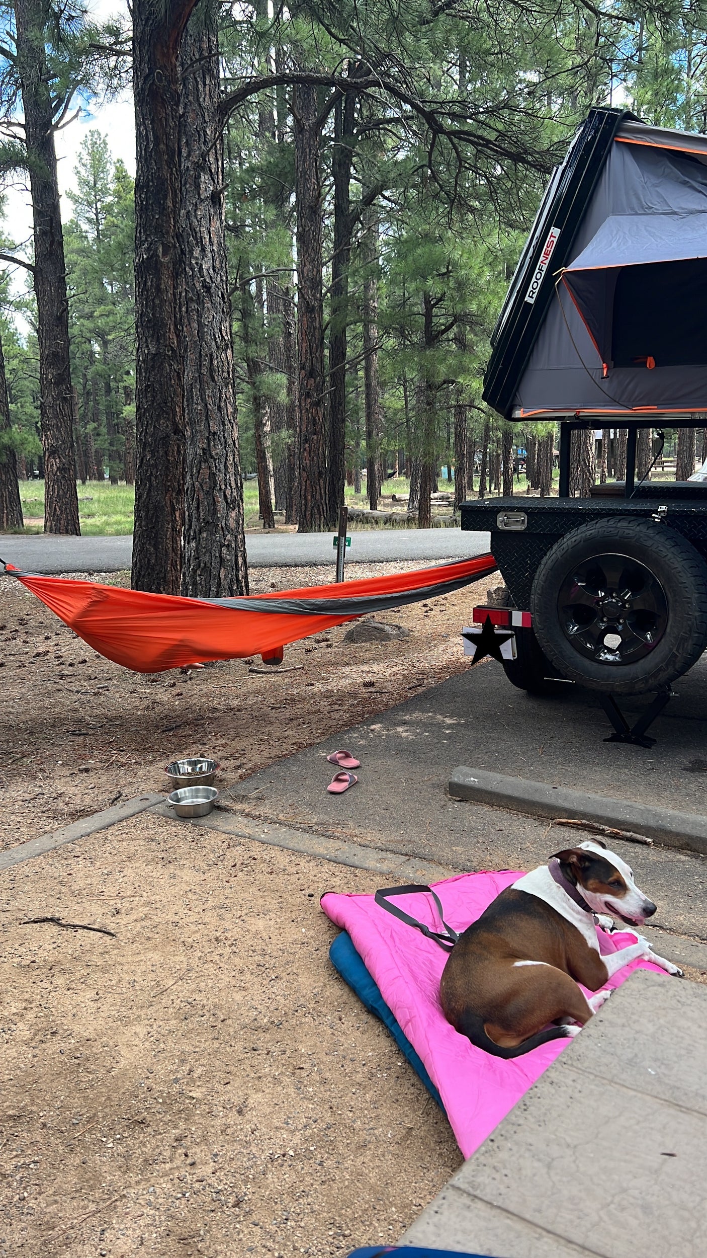 RV rental adventure: A dog rests near an orange hammock & rooftop tent amidst a peaceful pine forest campsite.