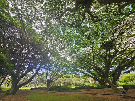 A serene park shaded by a vast canopy of green trees. Perfect outdoor escape for your next RV rental adventure.