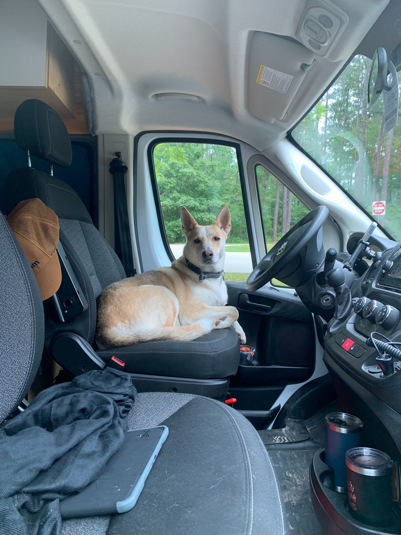A brown and white dog confidently sits in the driver's seat of a modern rv rental van, ready for a road trip.