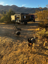 Desert RV rental camping scene with a dog, off-road trailer, Jeep, grill, and mountain views at sunset.