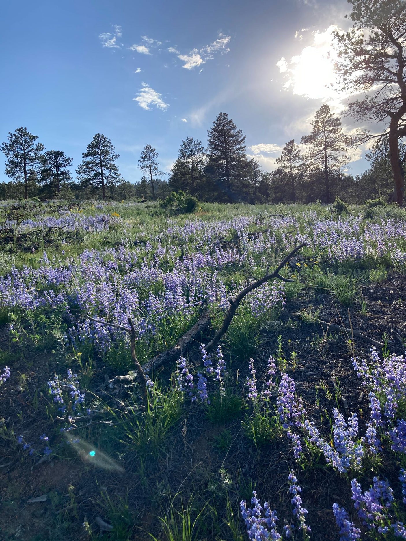 Vibrant purple wildflowers blanket this field with tall pines under a bright sky. Perfect for an RV rental adventure!