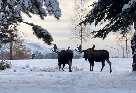 Two moose graze in a serene, snow-covered landscape, framed by frosted evergreens. A perfect winter RV rental trip for wildlife.