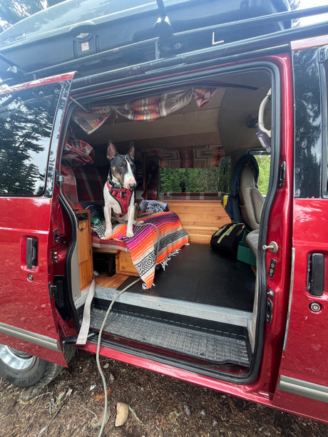 A Bull Terrier dog sits in a red camper van, ready for a pet-friendly RV rental adventure.
