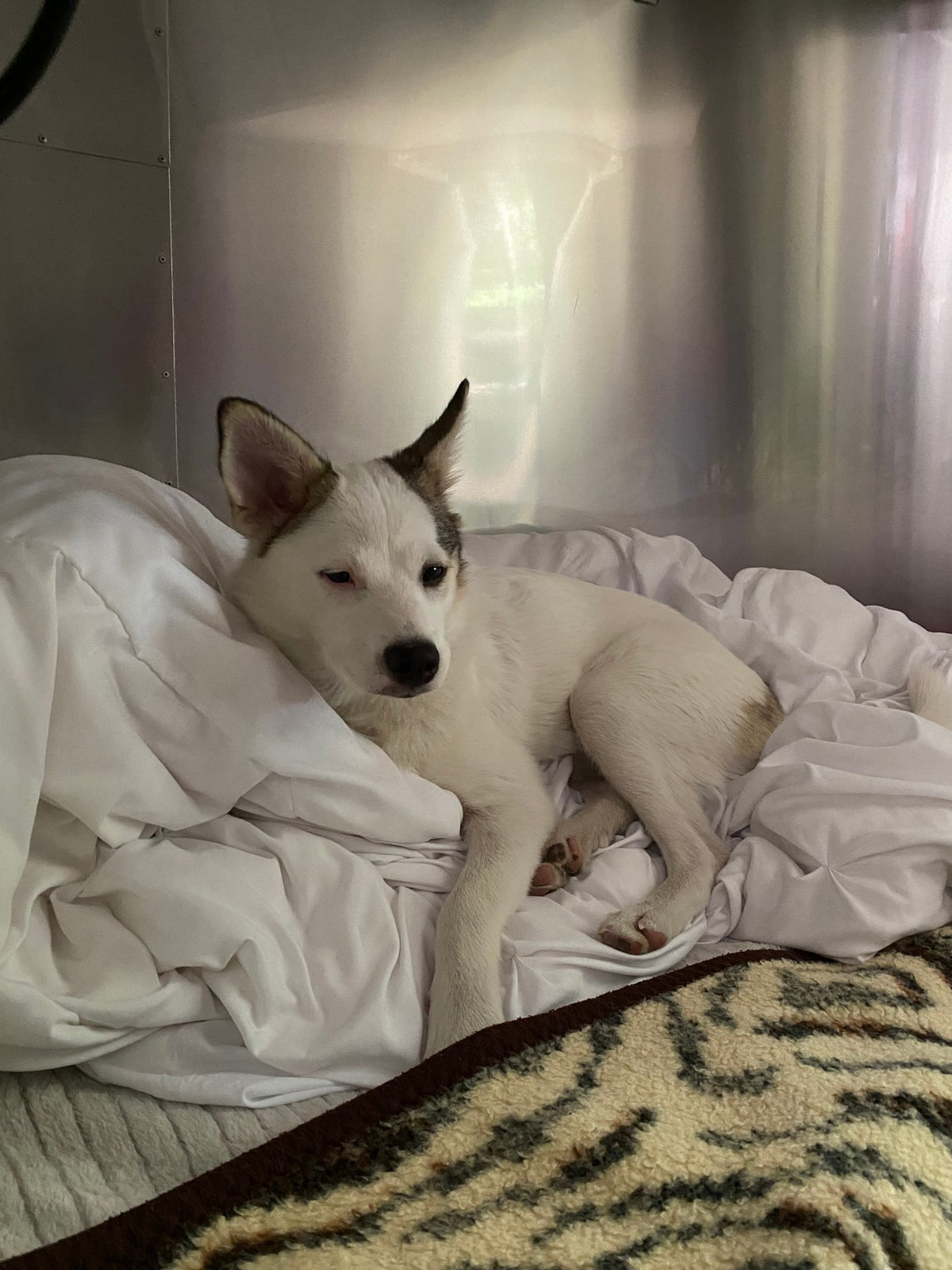 Cozy white dog resting on a comfy bed inside an RV rental. White pup with pointed ears, against a metallic wall, looking sleepy. — photo 12