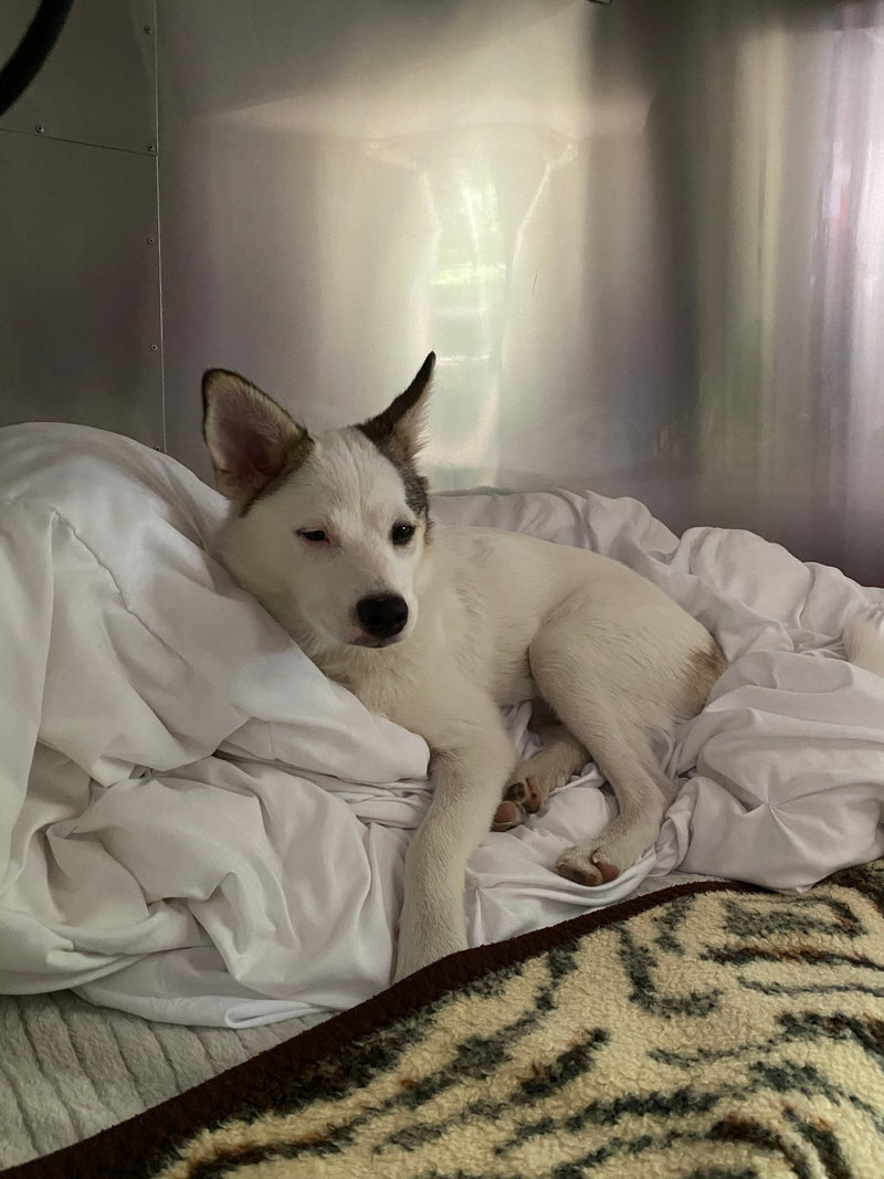 Cozy white dog resting on a comfy bed inside an RV rental. White pup with pointed ears, against a metallic wall, looking sleepy. — photo 12