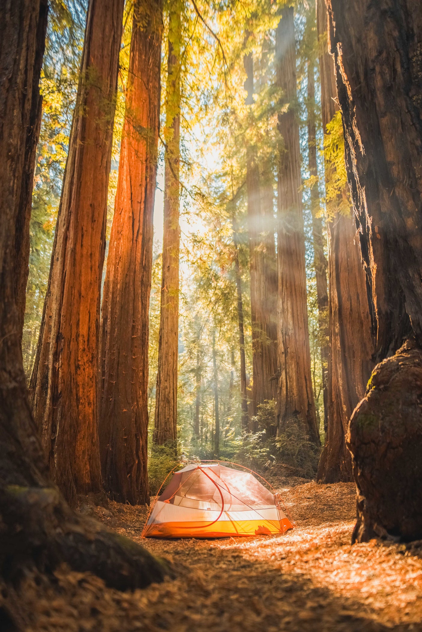 Serene scene of a tent pitched amidst towering redwoods with sunbeams. A perfect forest escape, complementing any RV rental adventure.