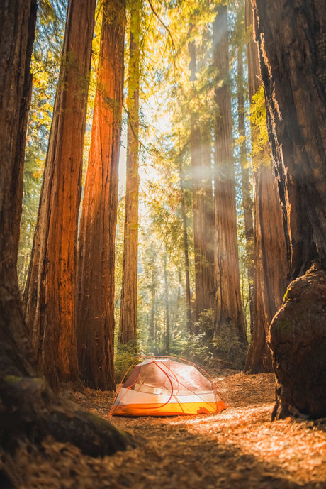 Serene scene of a tent pitched amidst towering redwoods with sunbeams. A perfect forest escape, complementing any RV rental adventure.