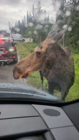 A large moose peers into a vehicle on a rainy road, with an rv rental and forest in the background.