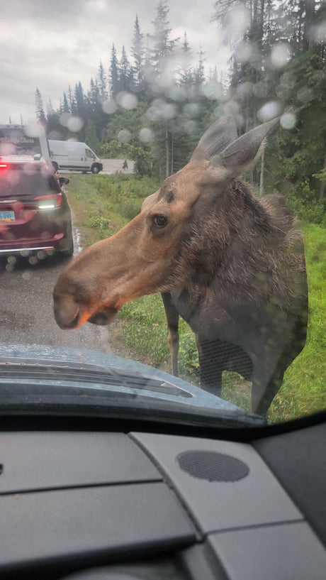A large moose peers into a vehicle on a rainy road, with an rv rental and forest in the background.