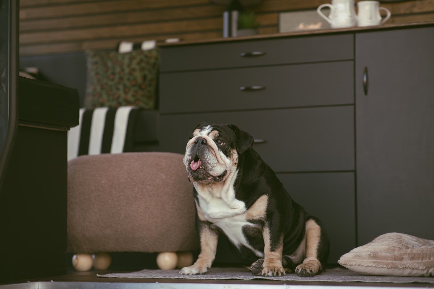 Comfortable bulldog in an RV rental. Featuring dark cabinets, a wood ceiling, and soft amenities for pets.