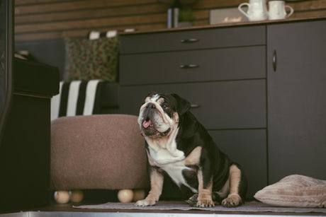 Comfortable bulldog in an RV rental. Featuring dark cabinets, a wood ceiling, and soft amenities for pets.