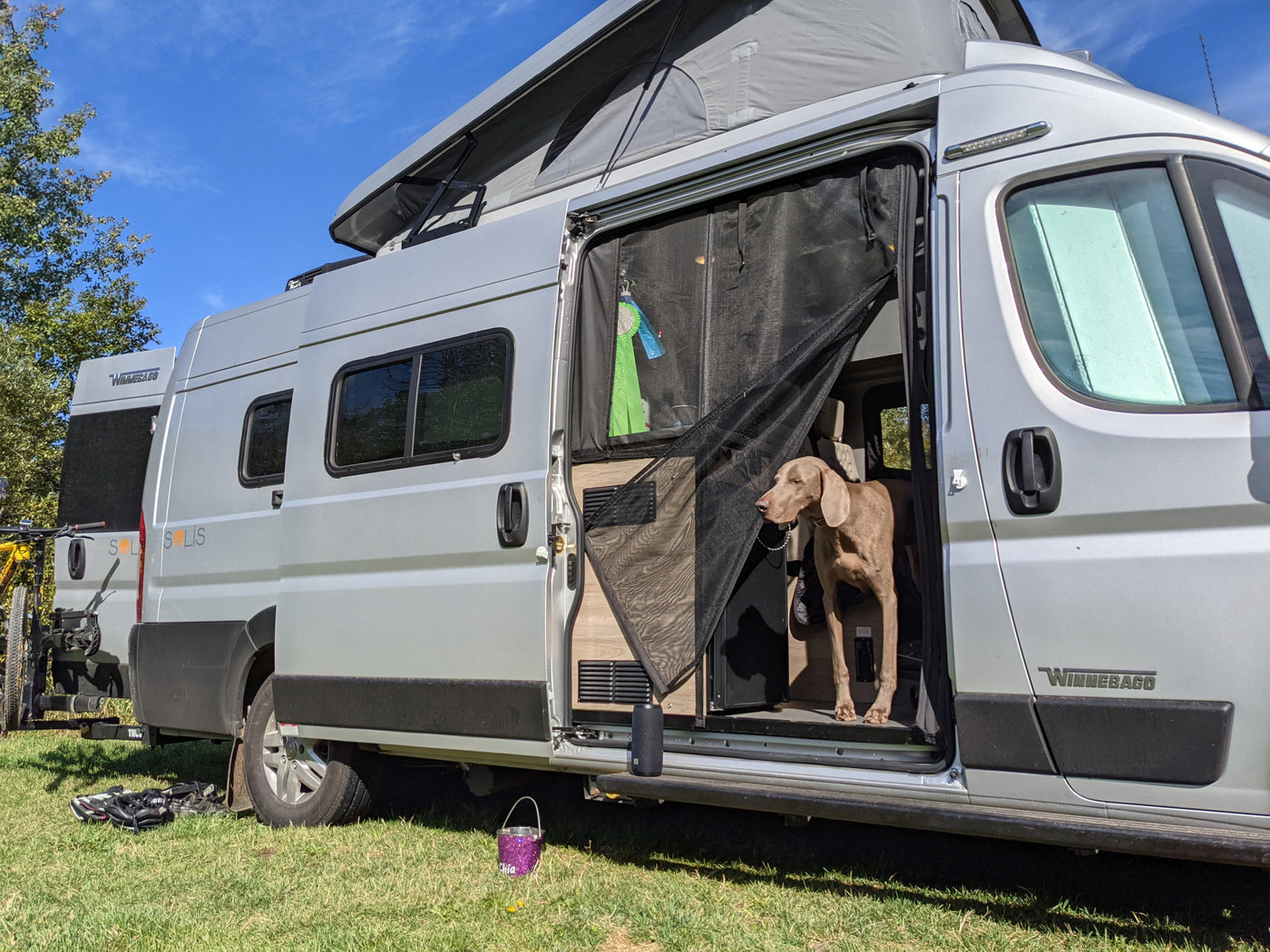 Winnebago Solis rv rental, pop-top open: A Weimaraner dog in the camper van's open side door. — photo 15