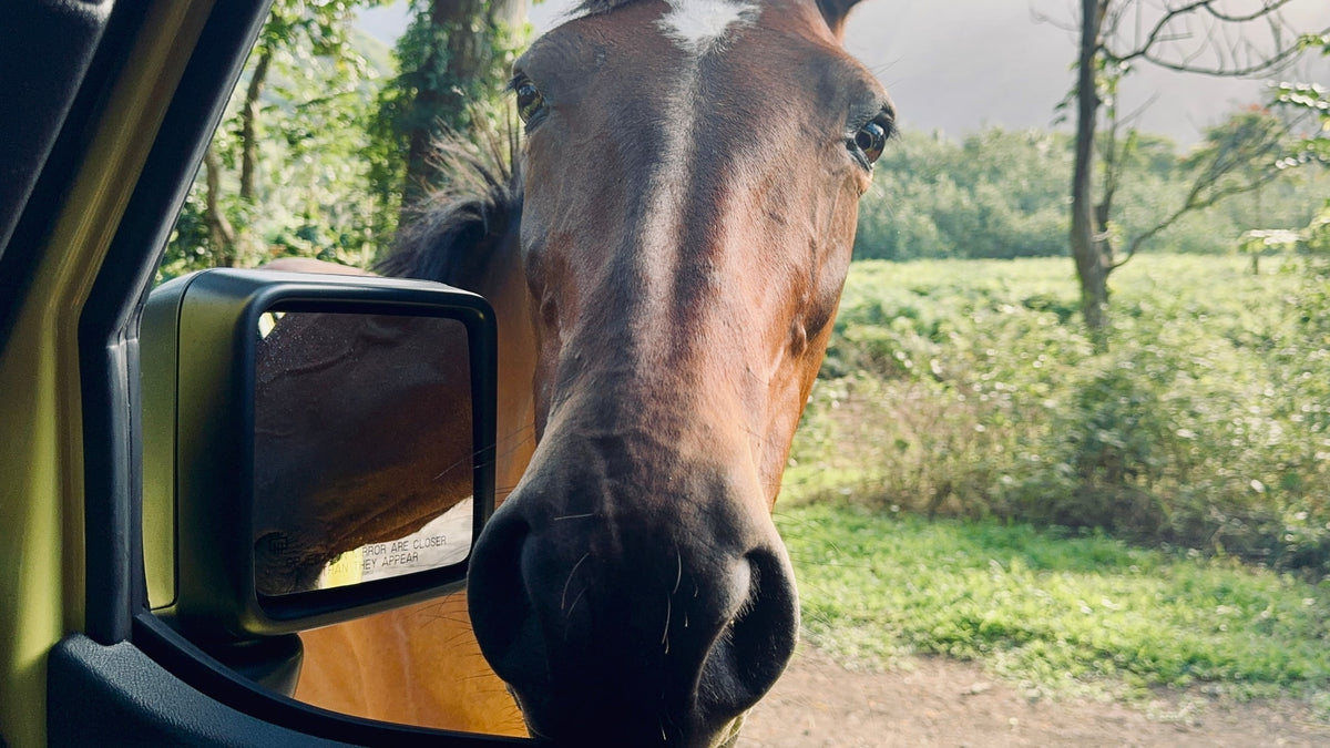 A curious horse peers into an RV rental's side mirror. Scenic drive, nature, and wildlife adventure awaits! — photo 6