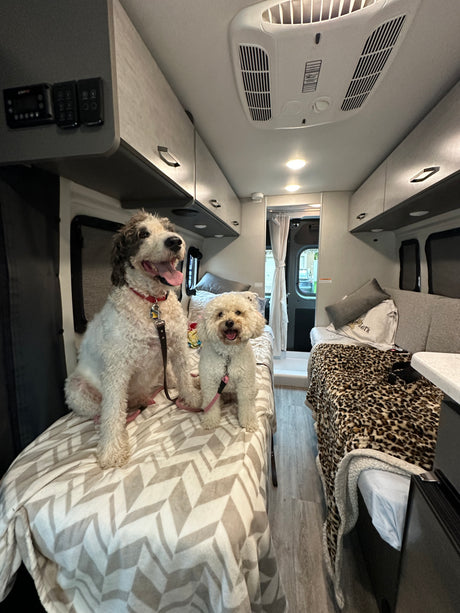 Happy dogs in an RV rental! A cozy interior with beds, overhead storage, controls, and AC for comfortable pet travel.