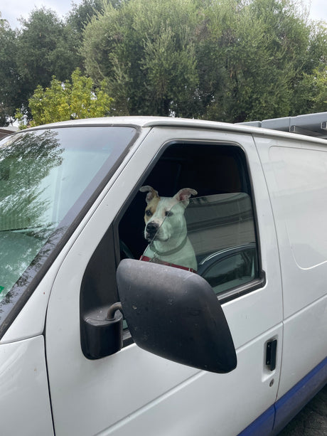 Curious dog in a white van. Not an RV rental, but ready for any adventure!
