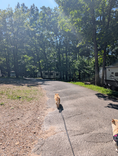 Dogs on leashes stroll down a sunlit road through a wooded RV rental campground, past various campers nestled among trees.