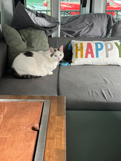 Pet-friendly RV rental: A white cat relaxing on a comfy grey couch with a "HAPPY" pillow.