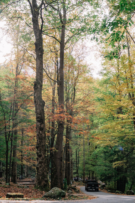 Scenic autumn forest road. A perfect RV rental getaway leads past vibrant trees and picnic spots.