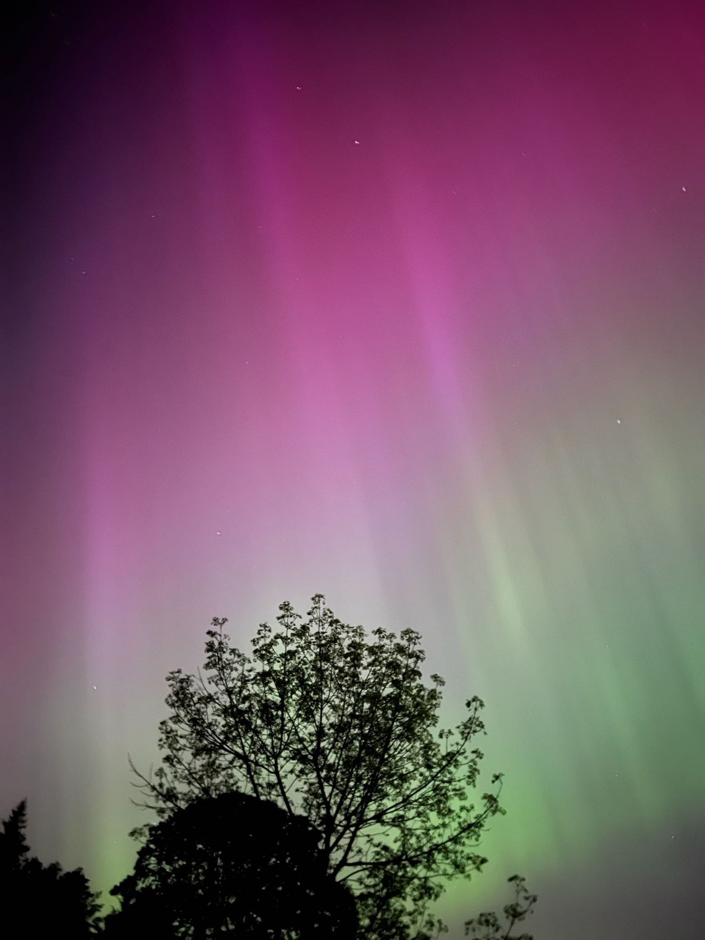 Experience nature's magic! Aurora borealis paints the night sky in purple and green above silhouetted trees. Perfect for an RV rental adventure.