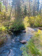 Sun-dappled stream winding through a vibrant forest. Discover hidden gems with an RV rental for your next adventure.