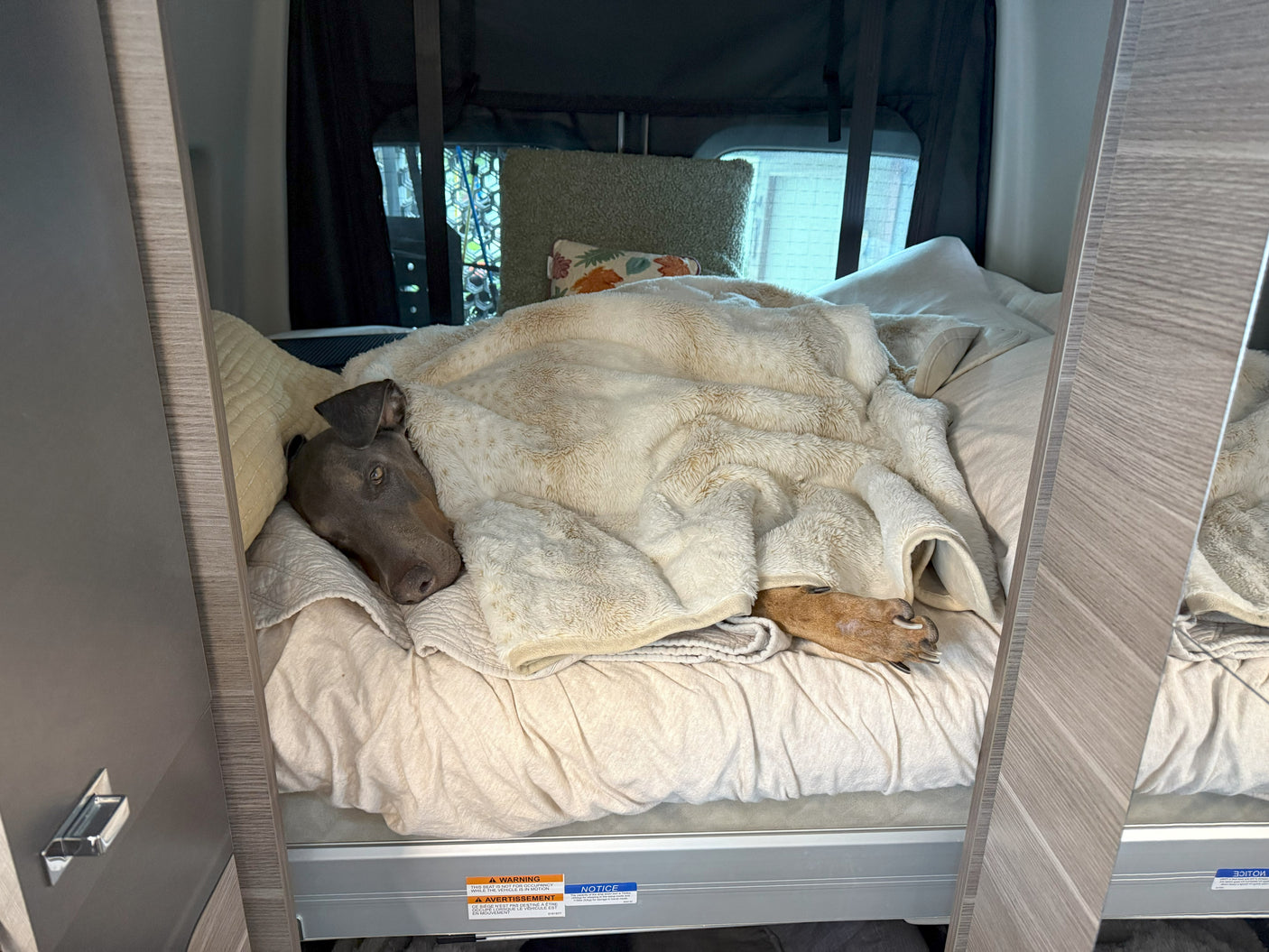A dark gray dog, covered in a fluffy blanket, sleeps soundly on a bed in an RV rental. Cozy travel awaits!