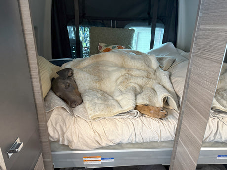 A dark gray dog, covered in a fluffy blanket, sleeps soundly on a bed in an RV rental. Cozy travel awaits!