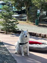 A white dog sits by an RV rental at a sunny campsite, with a dog bed and waste station nearby.