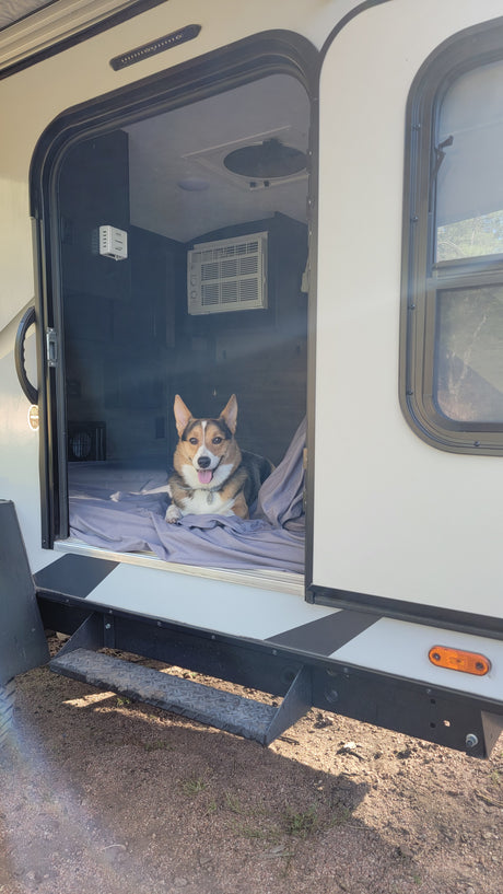 Cute corgi enjoying an RV rental adventure.
