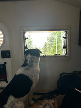 From an RV rental, a black and white dog intently watches the vibrant, green forest through the window.