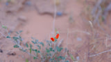 Discover desert blooms on your RV rental adventure! A small plant with vibrant orange buds thrives in the sandy landscape.