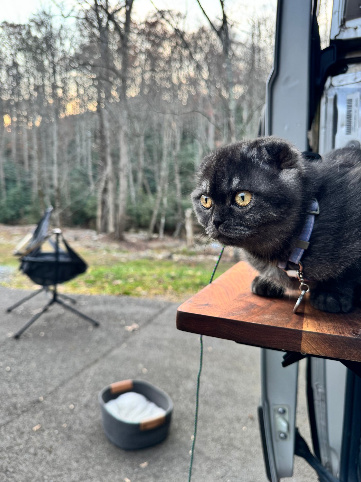 An adorable dark cat with amber eyes peers from an RV rental, enjoying the outdoor scenery and a cozy camping adventure.