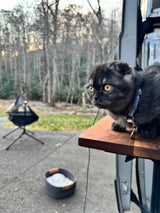 An adorable dark cat with amber eyes peers from an RV rental, enjoying the outdoor scenery and a cozy camping adventure.