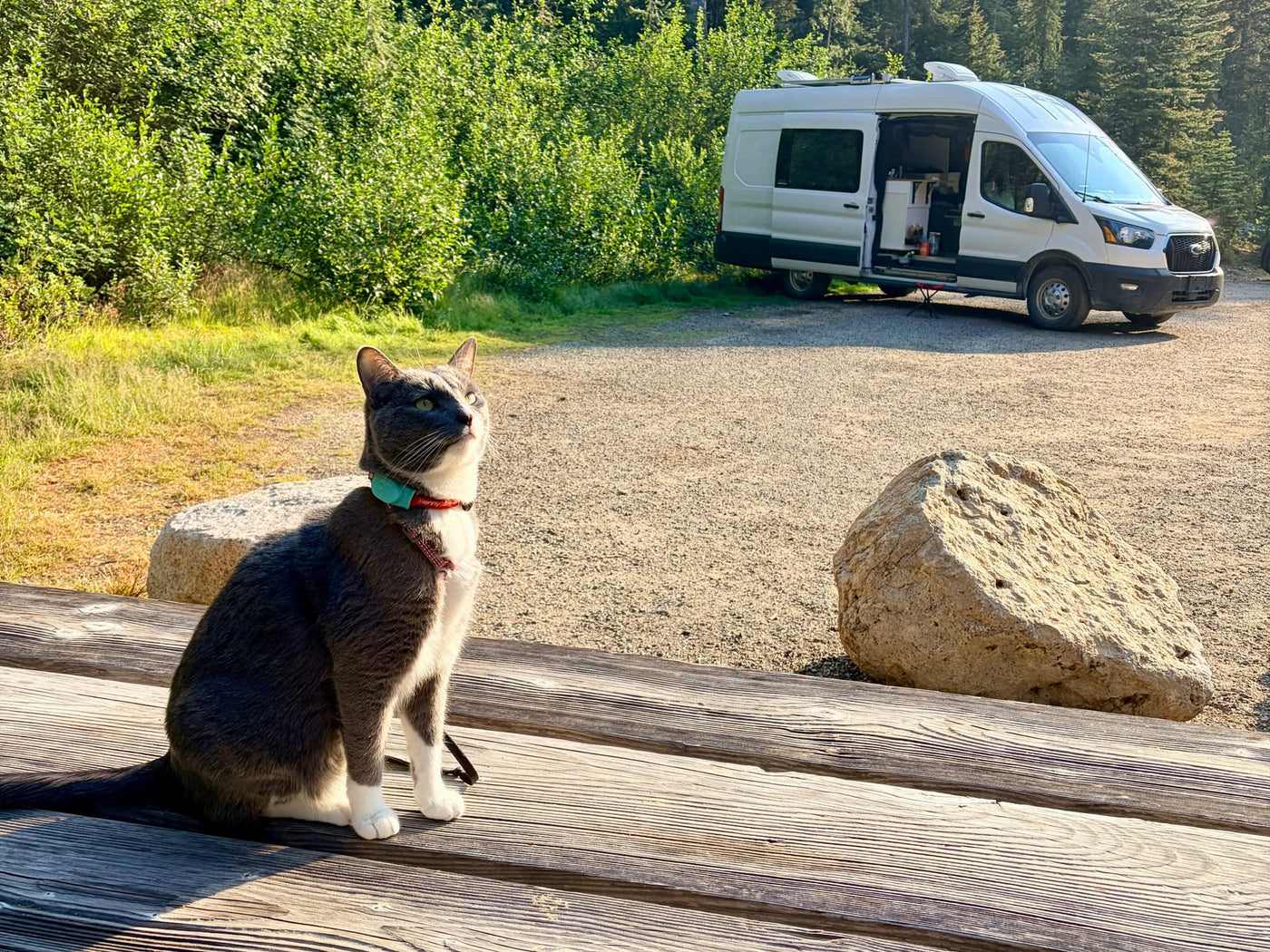  two cats exploring. Ideal for peaceful van life adventures.|A curious grey cat sits on a wooden table — photo 2