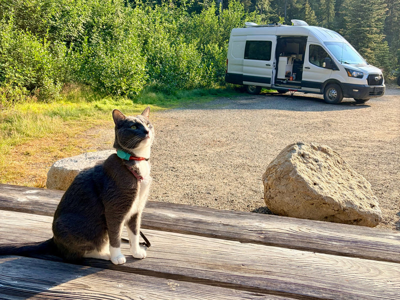  two cats exploring. Ideal for peaceful van life adventures.|A curious grey cat sits on a wooden table — photo 2