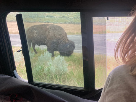 RV rental view: A large brown bison grazes just outside the camper window.