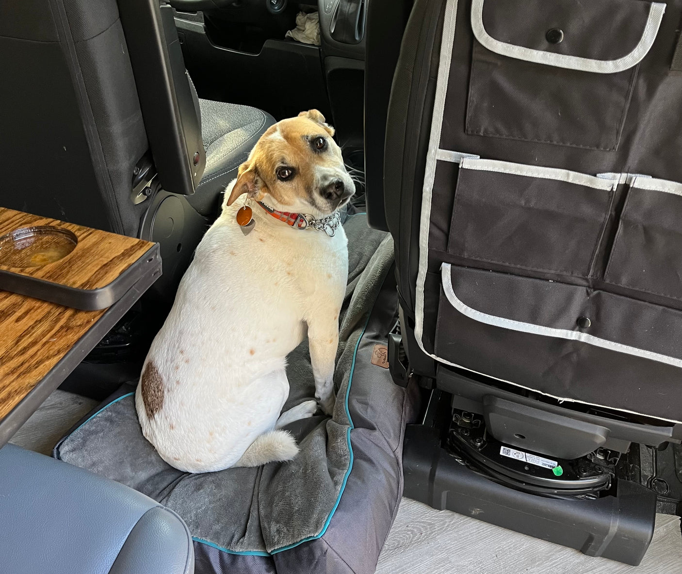 Our happy dog enjoying a pet-friendly RV rental. Comfy dog bed setup in the spacious van interior with a seat organizer.