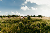 Brown and white horses graze in a sunny, green field. Perfect views for your next nature-filled RV rental adventure.