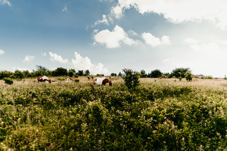 Brown and white horses graze in a sunny, green field. Perfect views for your next nature-filled RV rental adventure.