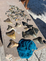 Many fossilized shark teeth, tiny to large, on concrete with a blue mesh bag. A great find during an rv rental beach trip!