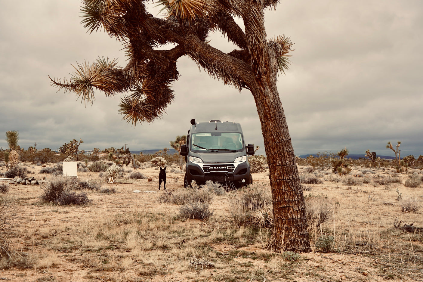 A black dog stands before a dark gray rv rental camper van, framed by a Joshua tree in a desert landscape under a cloudy sky.