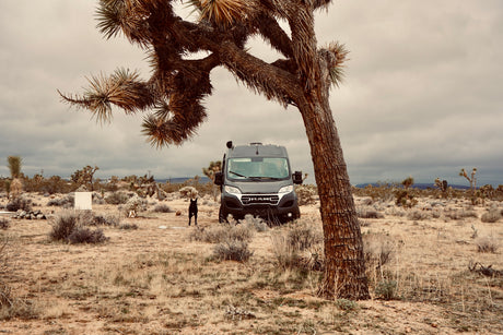 A black dog stands before a dark gray rv rental camper van, framed by a Joshua tree in a desert landscape under a cloudy sky.