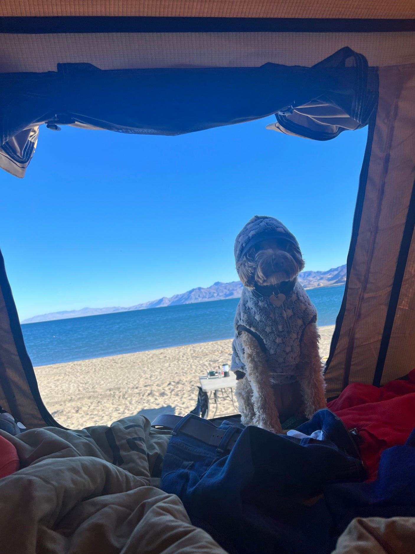 Dog in fluffy coat in an RV rental tent overlooking a sandy beach, blue lake, and mountains.