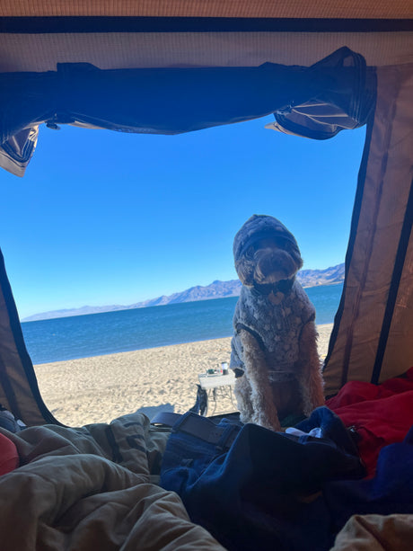 Dog in fluffy coat in an RV rental tent overlooking a sandy beach, blue lake, and mountains.